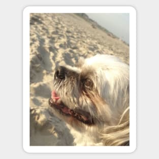 Beautiful photo of shih tzu dog on a beach while smiling Sticker